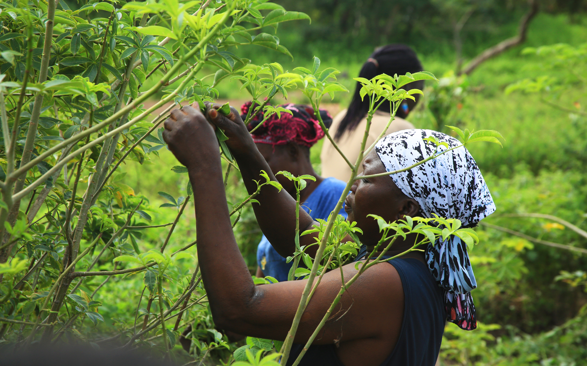 Growing Food And Incomes In Rural Burkina Faso | Tree Aid