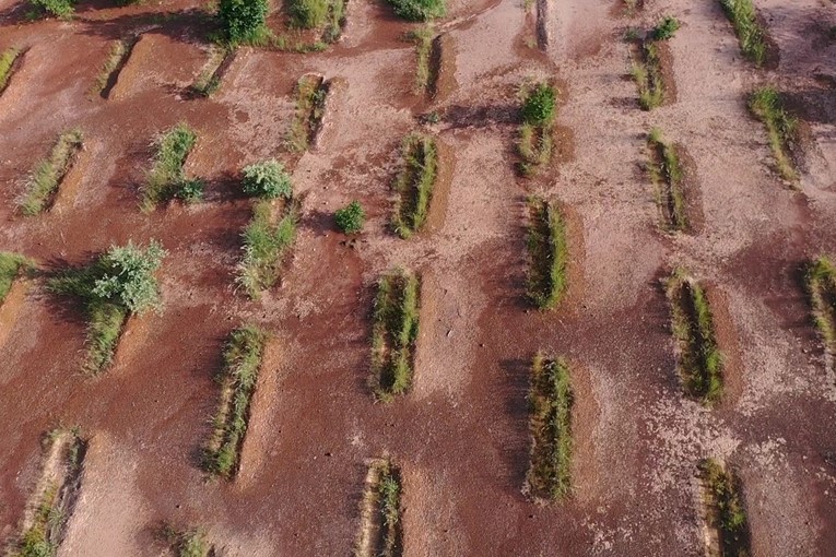 Trees growing in a reforestation project in the Sahel region of Africa.