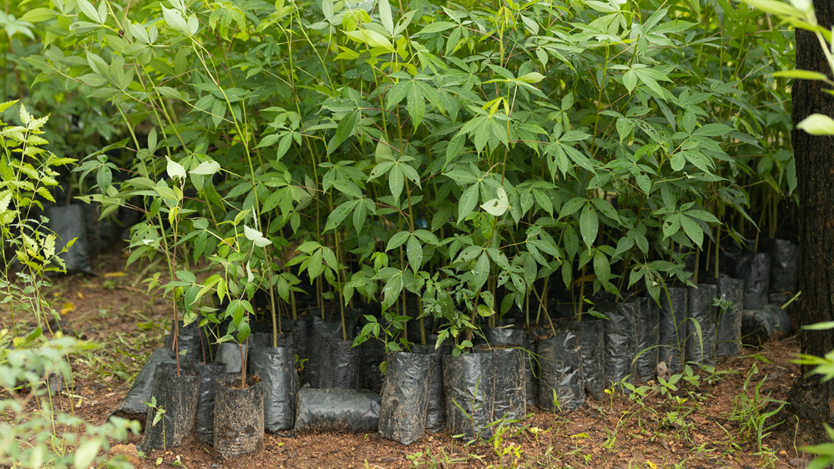 Tree seedlings in bags, waiting to be planted