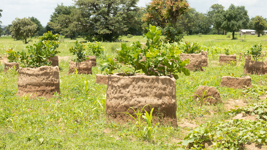 Mud moulds surrounding young trees in Sahel field